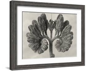 Blossfeldt Botanical VIII-Karl Blossfeldt-Framed Photographic Print