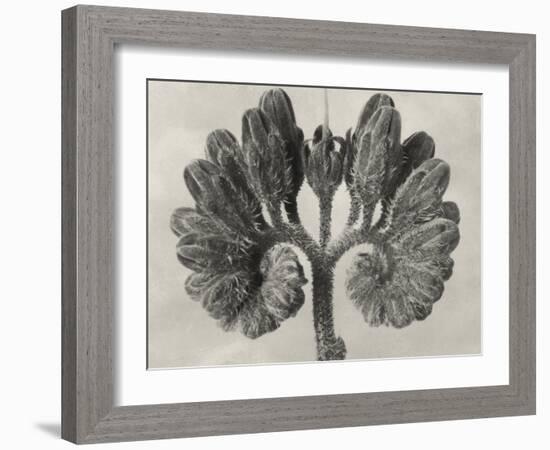 Blossfeldt Botanical VIII-Karl Blossfeldt-Framed Photographic Print