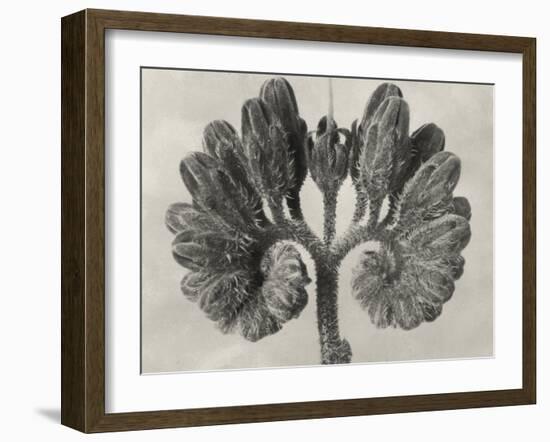 Blossfeldt Botanical VIII-Karl Blossfeldt-Framed Photographic Print