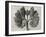 Blossfeldt Botanical VIII-Karl Blossfeldt-Framed Photographic Print