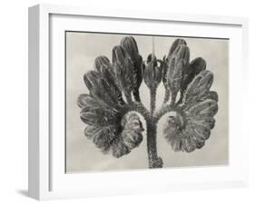 Blossfeldt Botanical VIII-Karl Blossfeldt-Framed Photographic Print