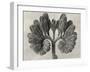 Blossfeldt Botanical VIII-Karl Blossfeldt-Framed Photographic Print