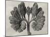 Blossfeldt Botanical VIII-Karl Blossfeldt-Mounted Photographic Print