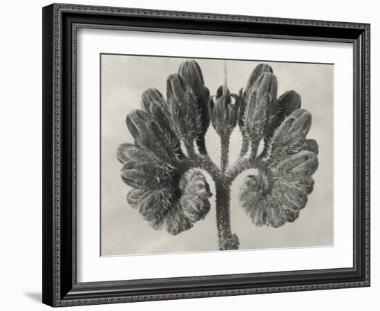 Blossfeldt Botanical VIII-Karl Blossfeldt-Framed Photographic Print