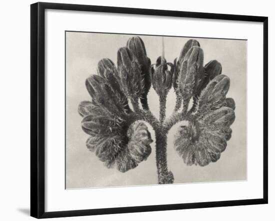 Blossfeldt Botanical VIII-Karl Blossfeldt-Framed Photographic Print