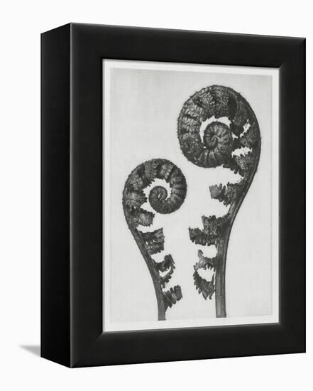 Blossfeldt Fern I-Karl Blossfeldt-Framed Premier Image Canvas