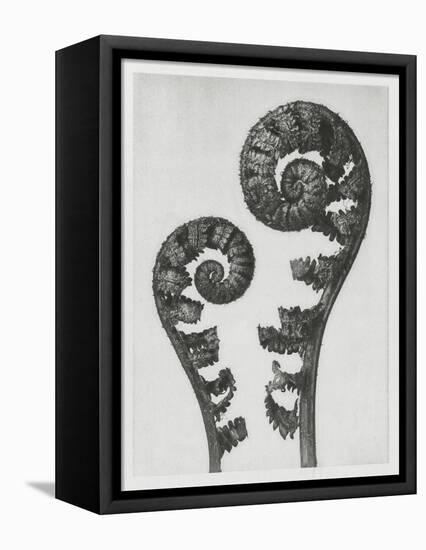 Blossfeldt Fern I-Karl Blossfeldt-Framed Premier Image Canvas