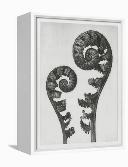 Blossfeldt Fern I-Karl Blossfeldt-Framed Premier Image Canvas