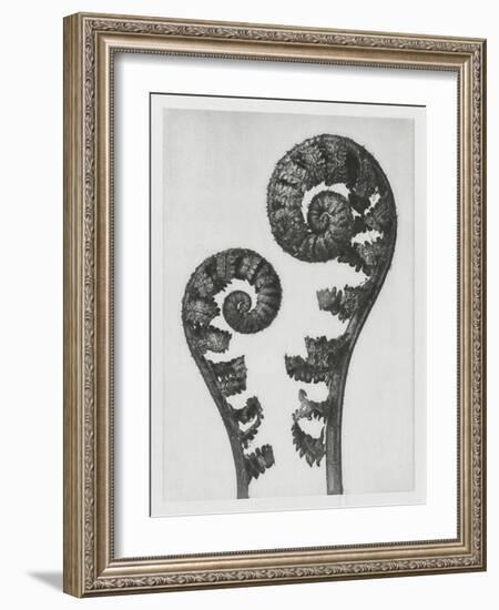 Blossfeldt Fern I-Karl Blossfeldt-Framed Photographic Print