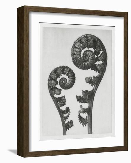 Blossfeldt Fern I-Karl Blossfeldt-Framed Photographic Print