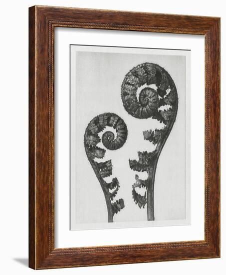 Blossfeldt Fern I-Karl Blossfeldt-Framed Photographic Print