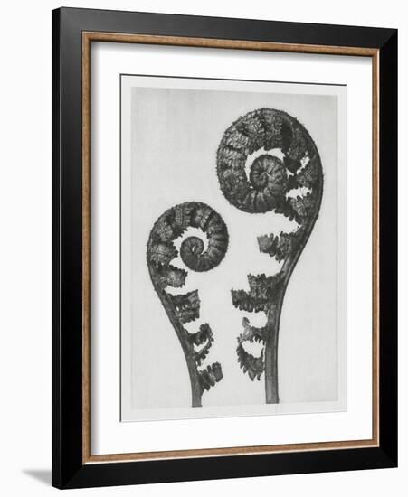 Blossfeldt Fern I-Karl Blossfeldt-Framed Photographic Print