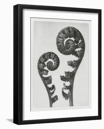 Blossfeldt Fern I-Karl Blossfeldt-Framed Photographic Print