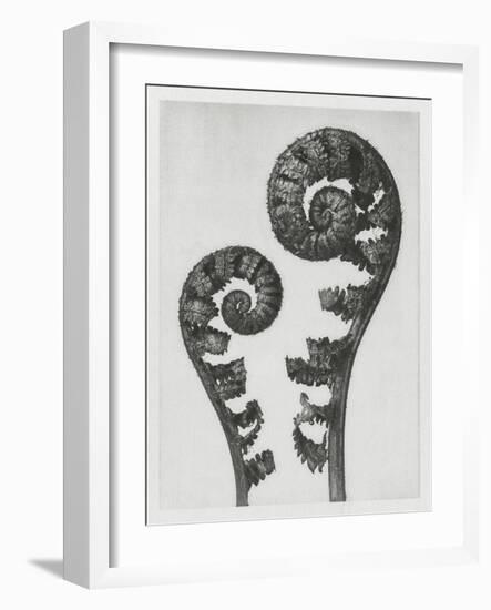 Blossfeldt Fern I-Karl Blossfeldt-Framed Photographic Print