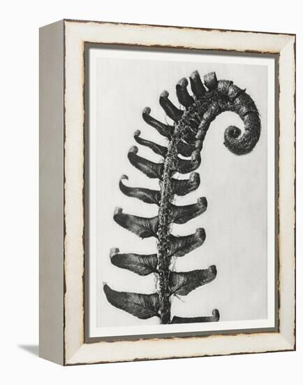 Blossfeldt Fern II-Karl Blossfeldt-Framed Premier Image Canvas