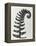 Blossfeldt Fern II-Karl Blossfeldt-Framed Premier Image Canvas