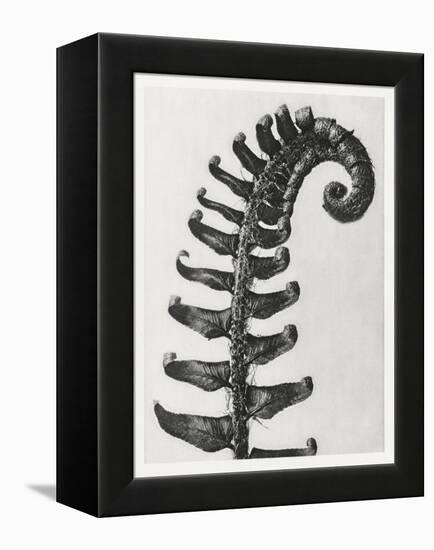 Blossfeldt Fern II-Karl Blossfeldt-Framed Premier Image Canvas