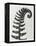 Blossfeldt Fern II-Karl Blossfeldt-Framed Premier Image Canvas