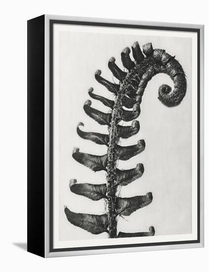 Blossfeldt Fern II-Karl Blossfeldt-Framed Premier Image Canvas