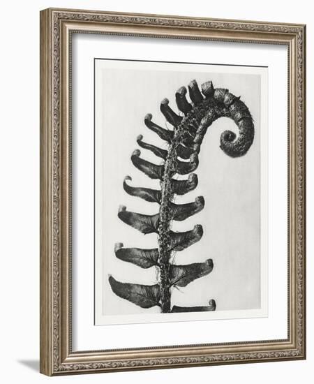 Blossfeldt Fern II-Karl Blossfeldt-Framed Photographic Print