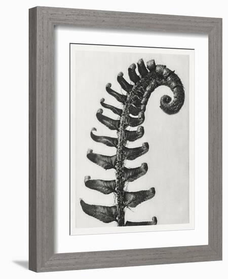 Blossfeldt Fern II-Karl Blossfeldt-Framed Photographic Print