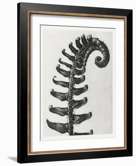 Blossfeldt Fern II-Karl Blossfeldt-Framed Photographic Print