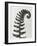 Blossfeldt Fern II-Karl Blossfeldt-Framed Photographic Print