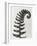 Blossfeldt Fern II-Karl Blossfeldt-Framed Photographic Print