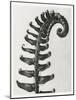 Blossfeldt Fern II-Karl Blossfeldt-Mounted Photographic Print