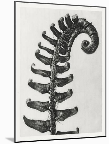 Blossfeldt Fern II-Karl Blossfeldt-Mounted Photographic Print