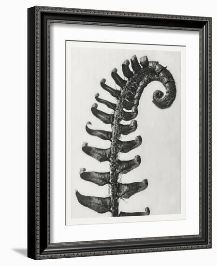 Blossfeldt Fern II-Karl Blossfeldt-Framed Photographic Print