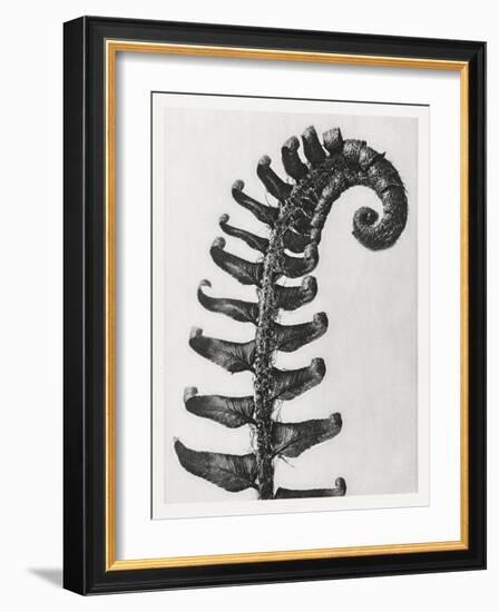 Blossfeldt Fern II-Karl Blossfeldt-Framed Photographic Print