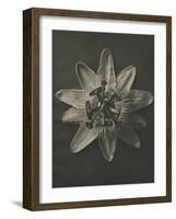 Blossfeldt Flower I-Karl Blossfeldt-Framed Art Print