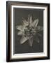 Blossfeldt Flower I-Karl Blossfeldt-Framed Art Print