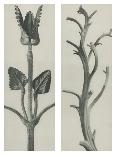 Delphinium-Blossfeldt Karl-Framed Giclee Print