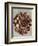 Blossfeldt Redeux II-Vision Studio-Framed Art Print