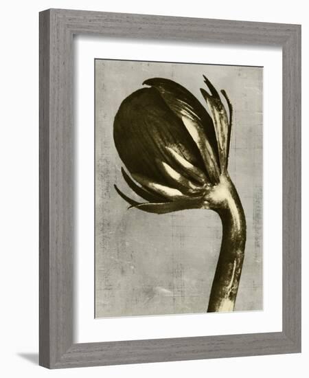 Blossfeldt Redeux III-Vision Studio-Framed Art Print