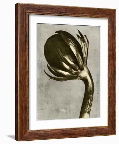 Blossfeldt Redeux III-Vision Studio-Framed Art Print