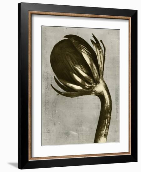 Blossfeldt Redeux III-Vision Studio-Framed Art Print