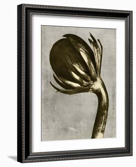 Blossfeldt Redeux III-Vision Studio-Framed Art Print