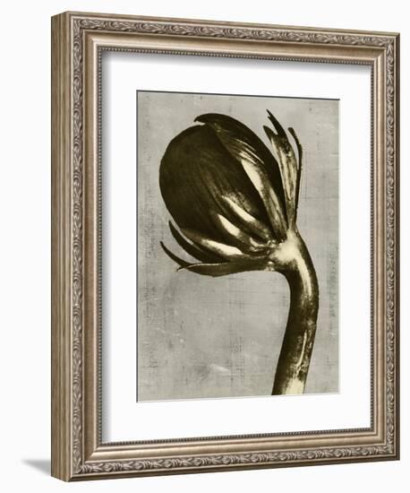 Blossfeldt Redeux III-Vision Studio-Framed Art Print