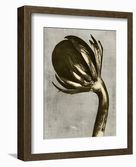 Blossfeldt Redeux III-Vision Studio-Framed Art Print