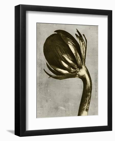 Blossfeldt Redeux III-Vision Studio-Framed Art Print