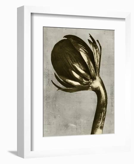 Blossfeldt Redeux III-Vision Studio-Framed Art Print