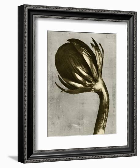 Blossfeldt Redeux III-Vision Studio-Framed Art Print