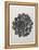 Blossfeldt Rosette I-Karl Blossfeldt-Framed Premier Image Canvas