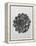 Blossfeldt Rosette I-Karl Blossfeldt-Framed Premier Image Canvas