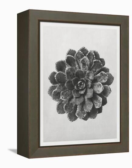 Blossfeldt Rosette I-Karl Blossfeldt-Framed Premier Image Canvas