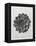 Blossfeldt Rosette I-Karl Blossfeldt-Framed Premier Image Canvas