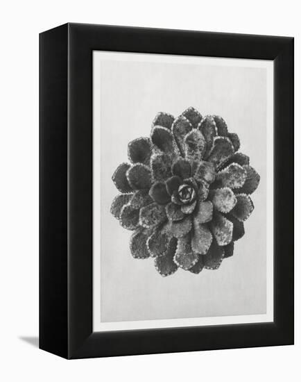 Blossfeldt Rosette I-Karl Blossfeldt-Framed Premier Image Canvas